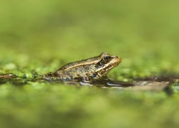 AI detects sound of frog species threatened in Southern California